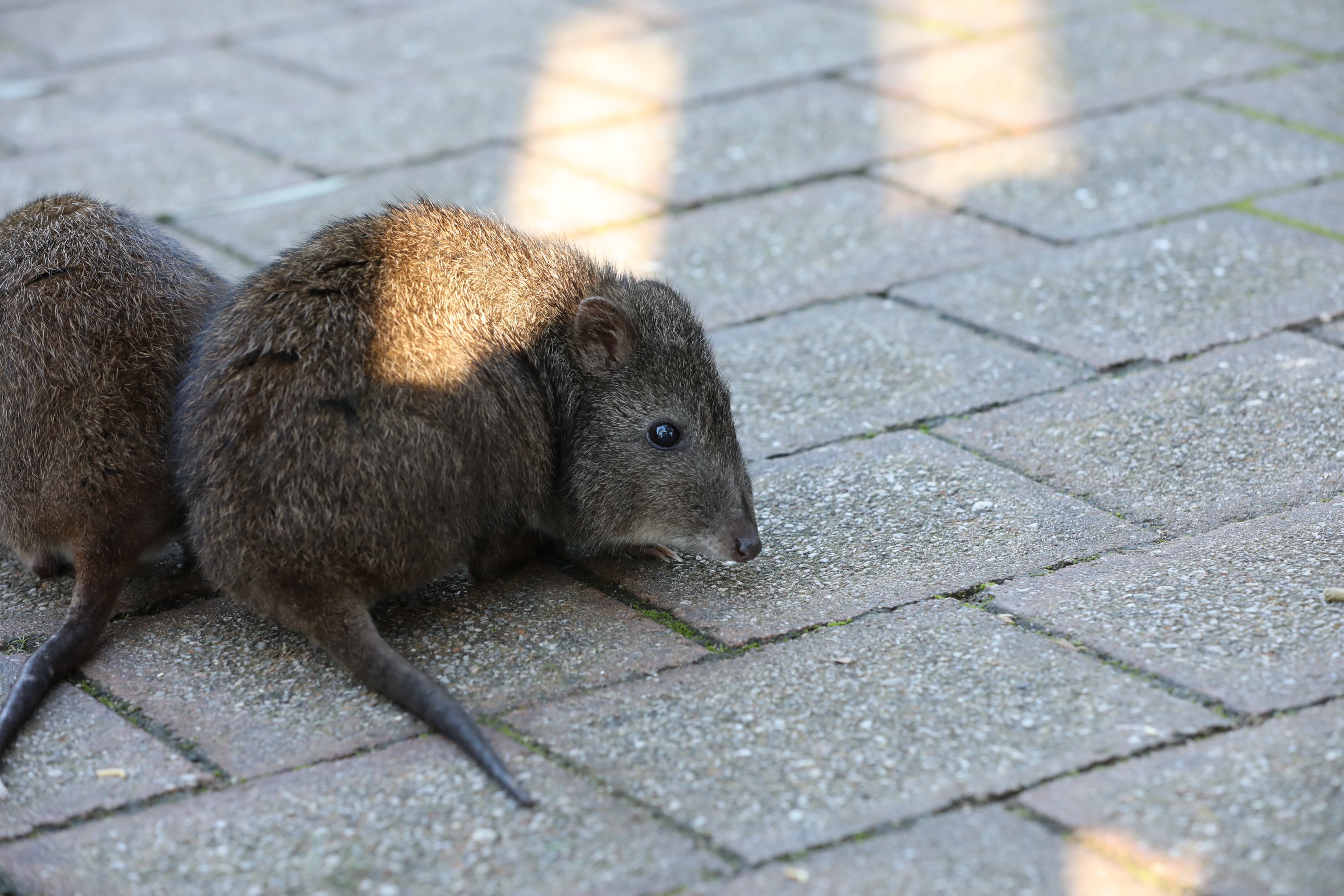 2019 07 19 15 28 54 Canon EOS 5D Mark IV 0041